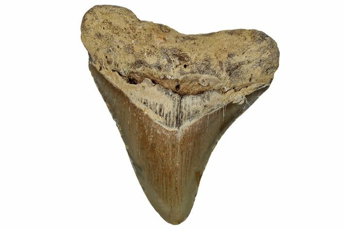 Fossil Megalodon Tooth - North Carolina #254877